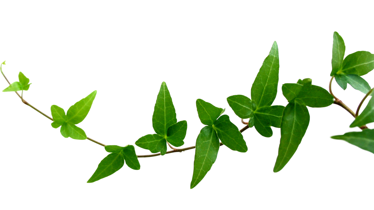 Leaf decor
